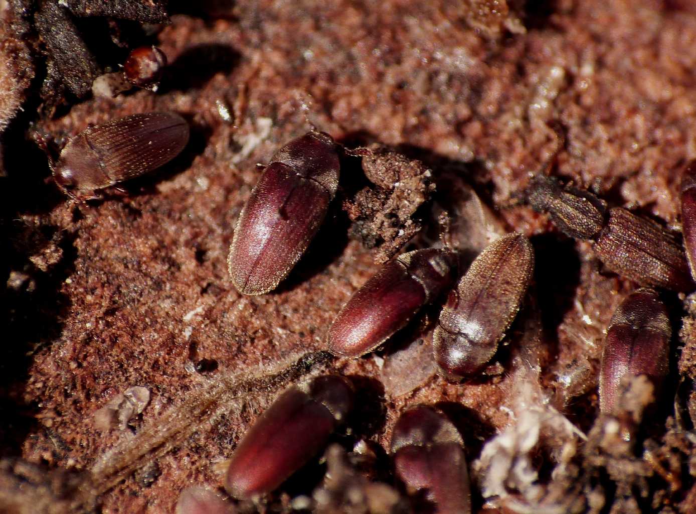 Trixagus sp. (Throscidae) - Isola d''Elba e Ostia